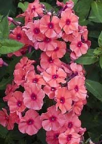 Phlox panicuata 'Tequila Sunrise'